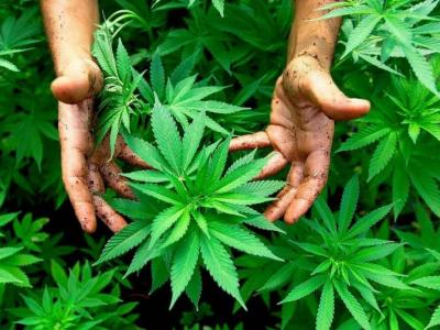 maroc-cannabis.jpg