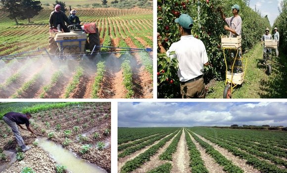 الإنتاج الفلاحي