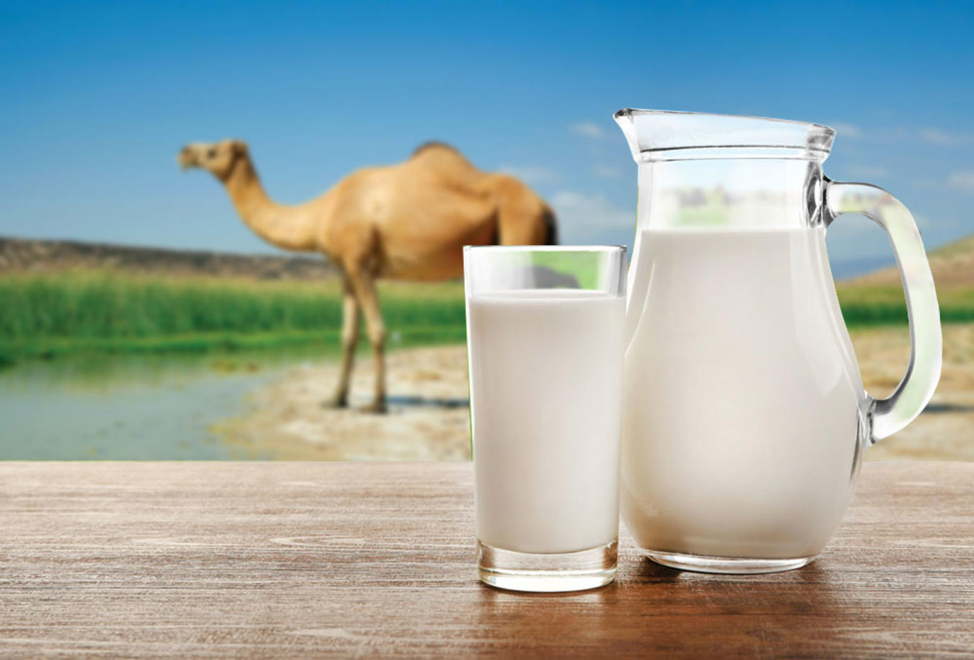 حليب الناقة