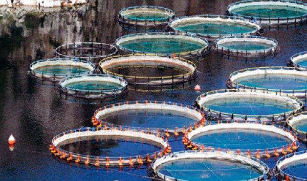 تربية المائيات