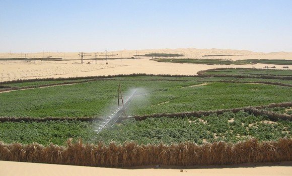 تنمية الزراعات الصناعية في الأراضي الصحراوية