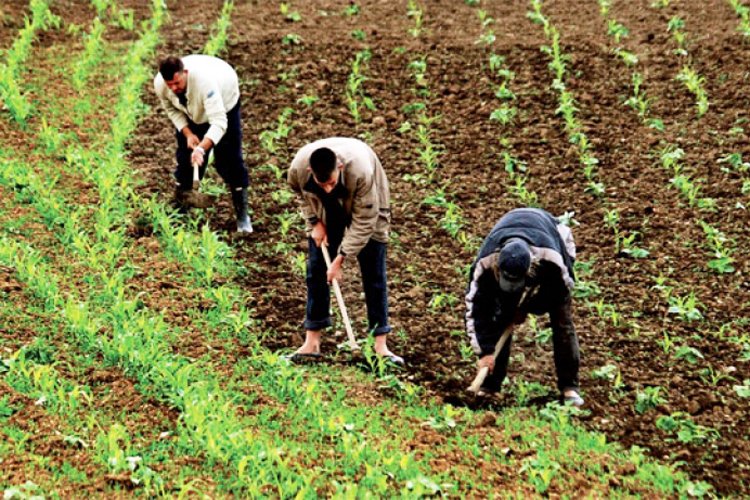 القطاع الفلاحي بالجزائر