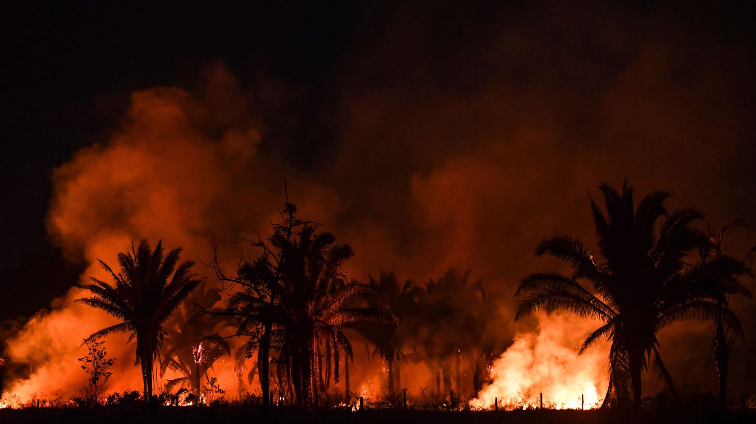 Verger de palmiers-dattiers parti en fumée à M'sila