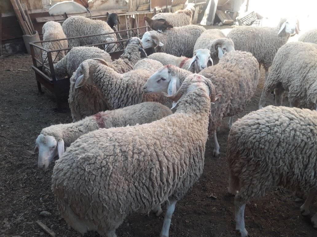 اضاحي العيد