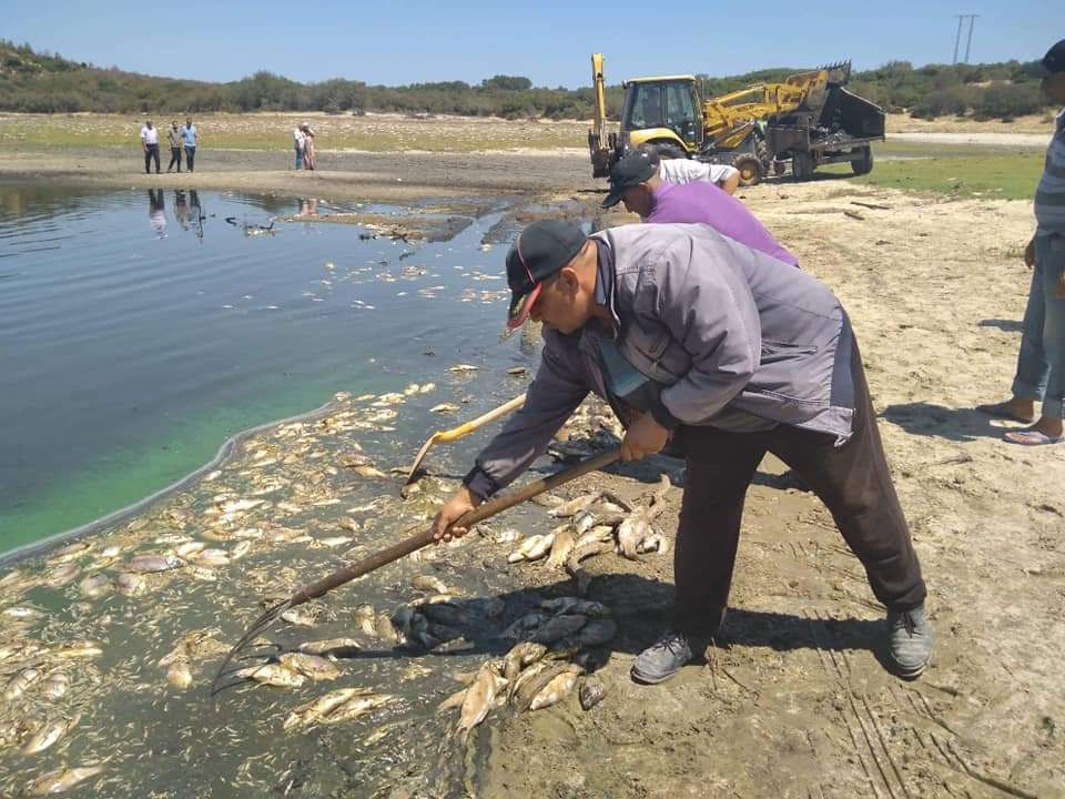 نفوق الأسماك بالطارف