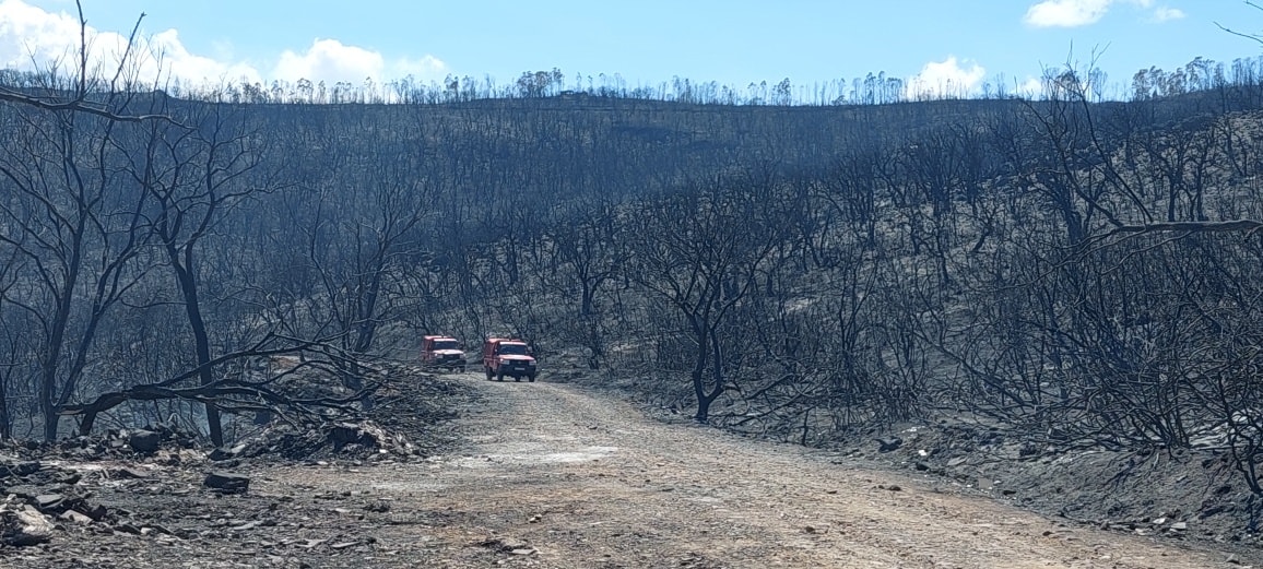 حرائق الغابات بالطارف