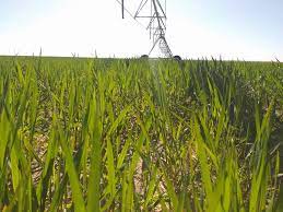 المستثمرات التابعة لأملاك الدولة