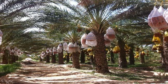 وزارة التجارة وترقية الصادرات