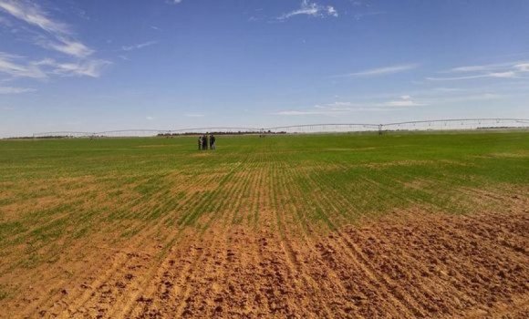 أراضي فلاحية