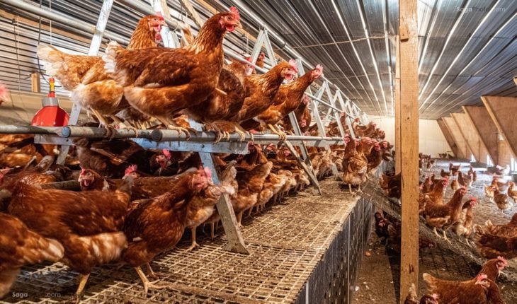 poules.