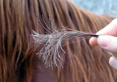 صيلات الشعر