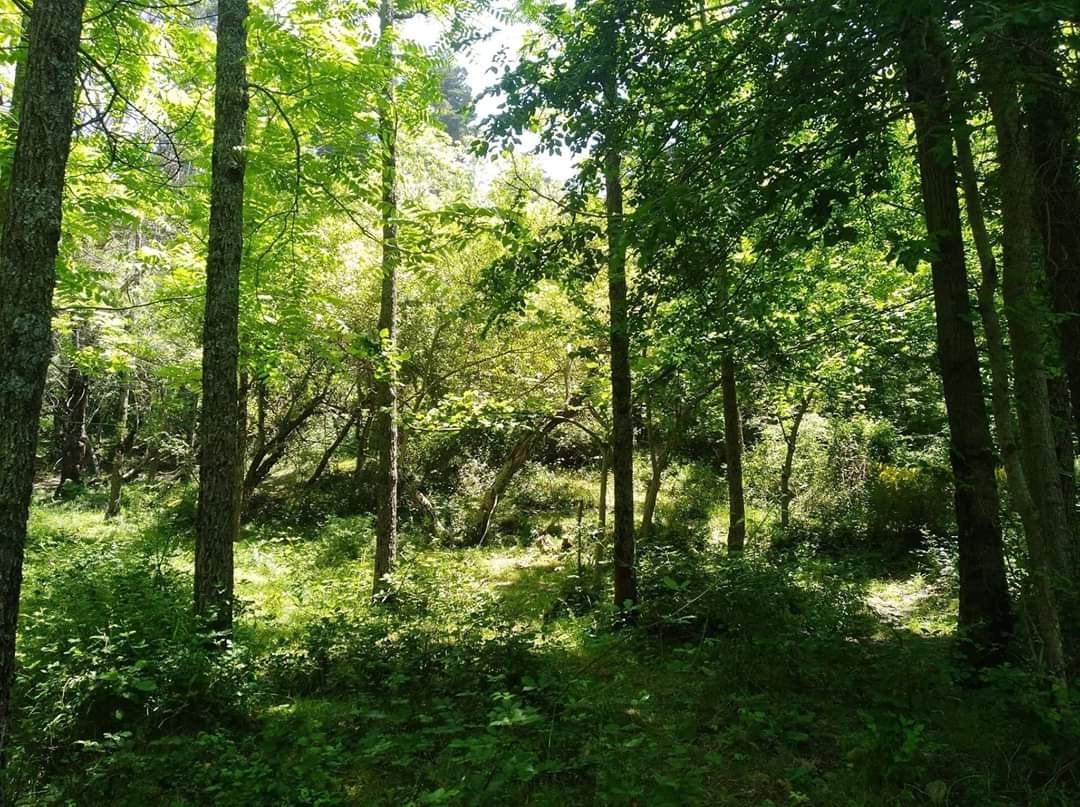 الثروات الغابية في الجزائر