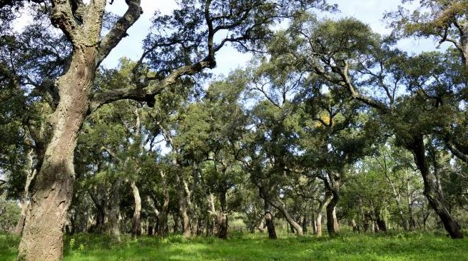 Gouvernement: examen d'un avant-projet de loi sur la gestion du patrimoine forestier