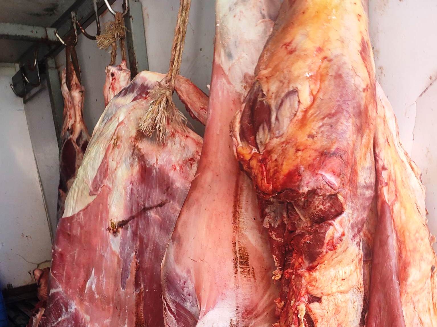 لحوم حمراء فاسدة