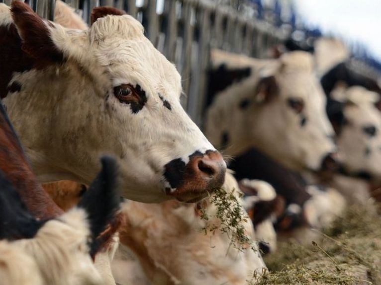 Arrivée à Alger d’un nouveau lot de 3000 têtes bovines destinées à l'abattage