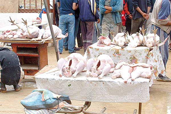 الديك الرومي