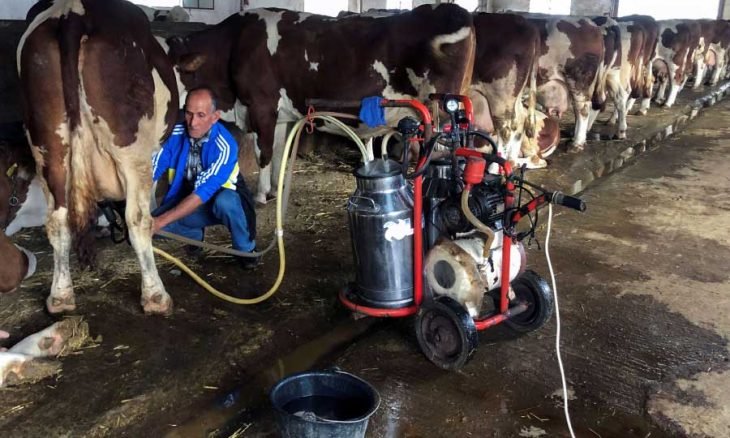 انتاج الحليب بميلة