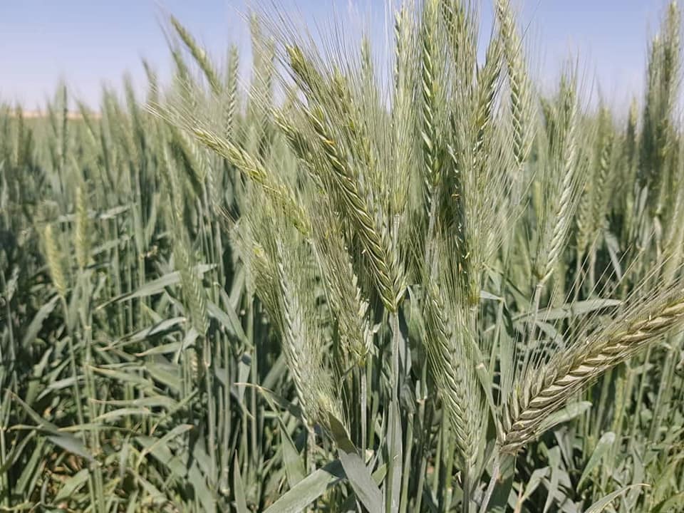 من حقول ولاية الوادي