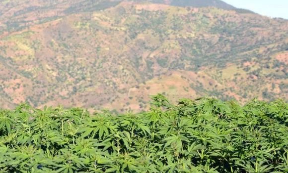 الاتجار بالقنب الهندي