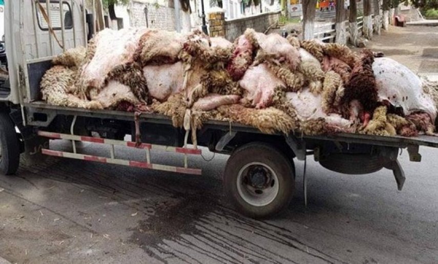 جلود الأضاحي