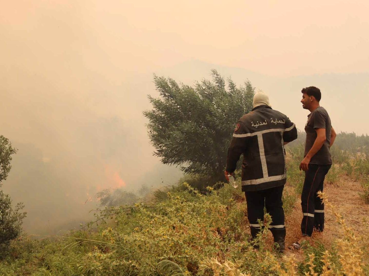 حرائق الغابات