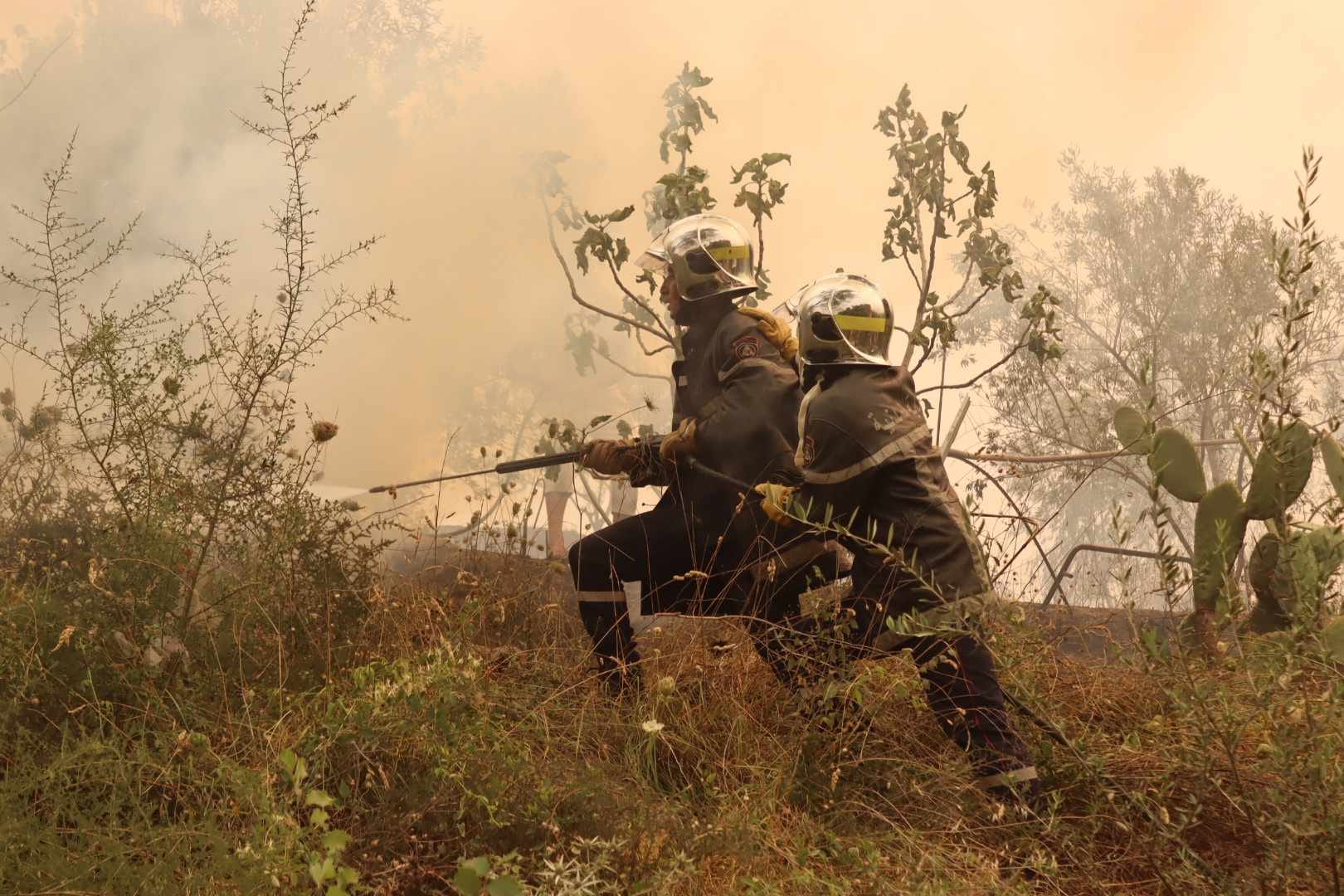 حرائق الغابات