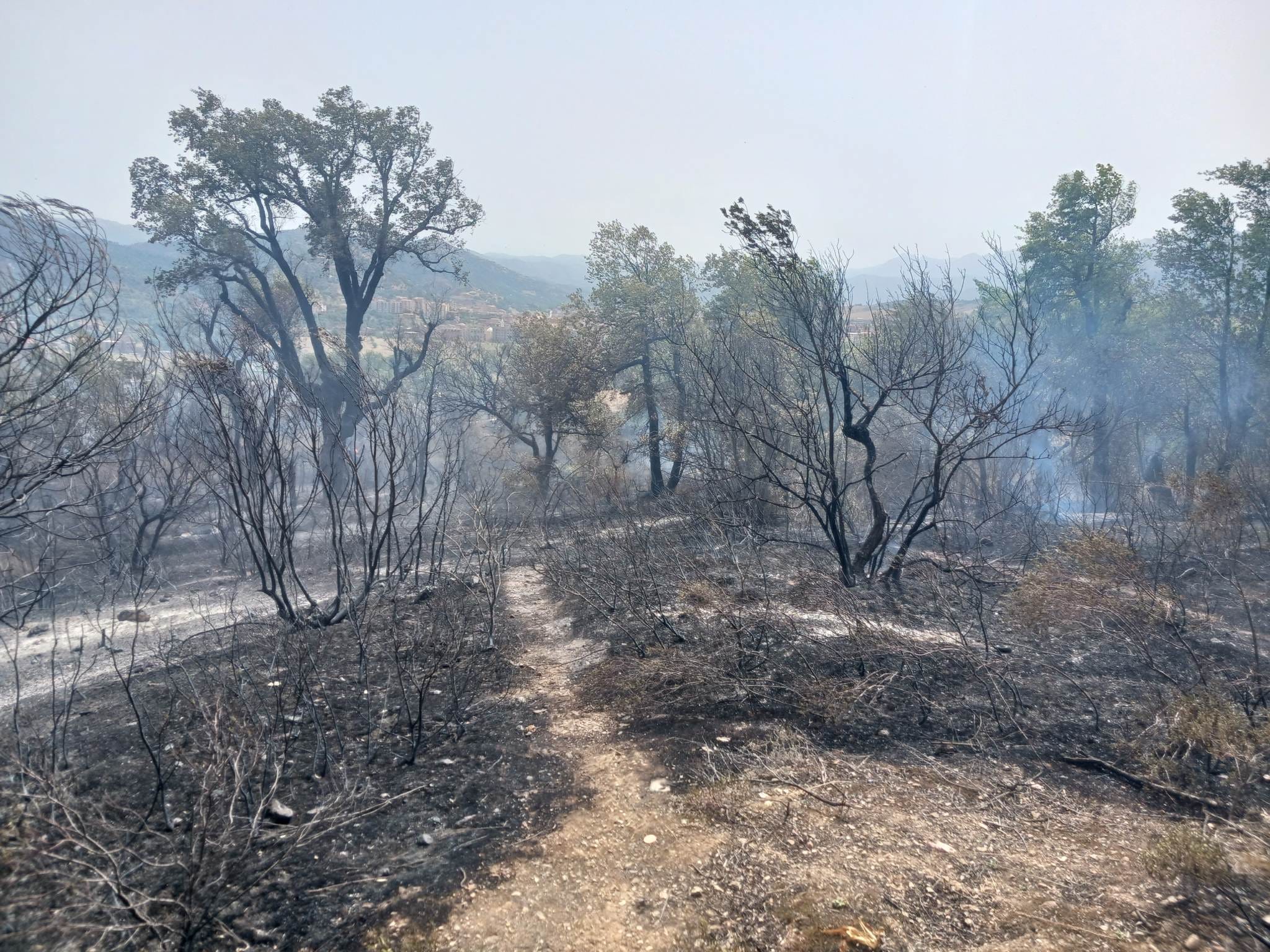 feu_de_foret_bej