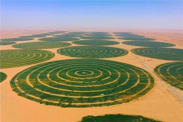 الزراعات الاستراتيجية,