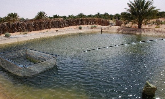 تربية المائيات بورقلة