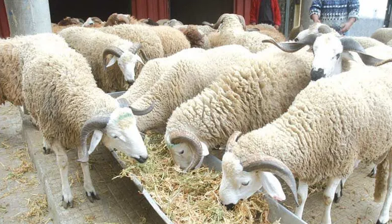 فلاحة-مخطط وطني لحماية وتنمية الثروة الحيوانية