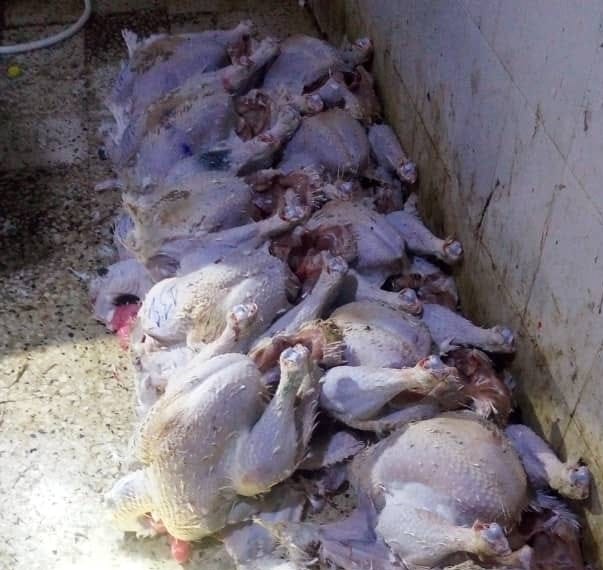 دواجن السحاولة