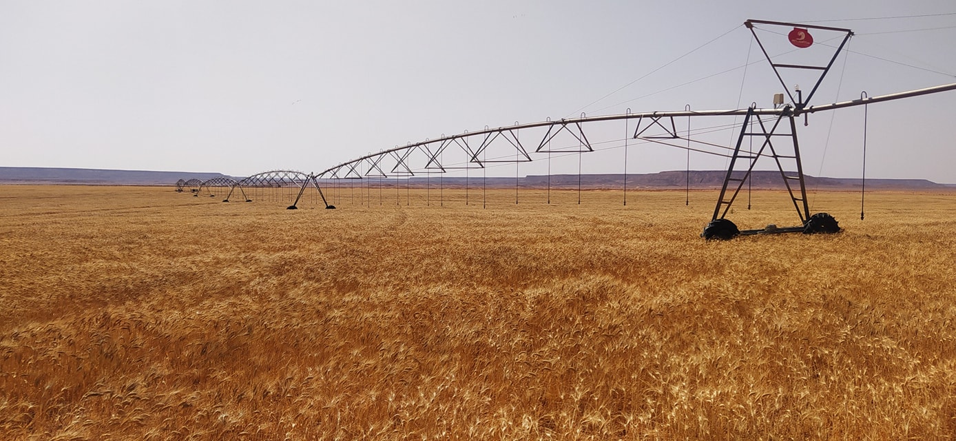 تخصيص أزيد من 16 ألف هكتار  بغرداية