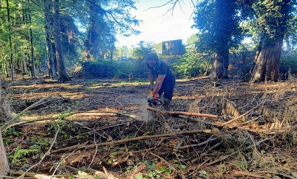 تجديد المساحات الغابية في الطارف