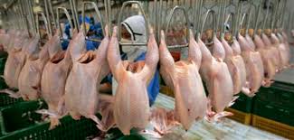 poulets.jpg