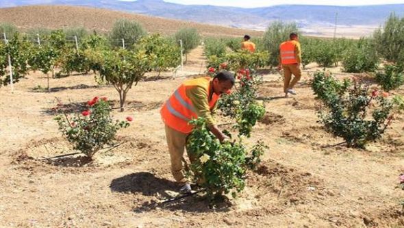 اليد العاملة العقابية