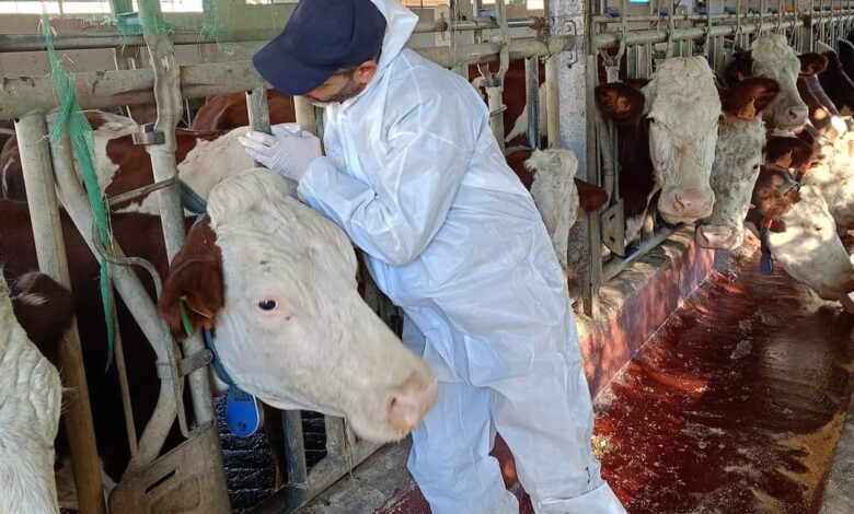 الحمى القلاعية الحمى القلاعية