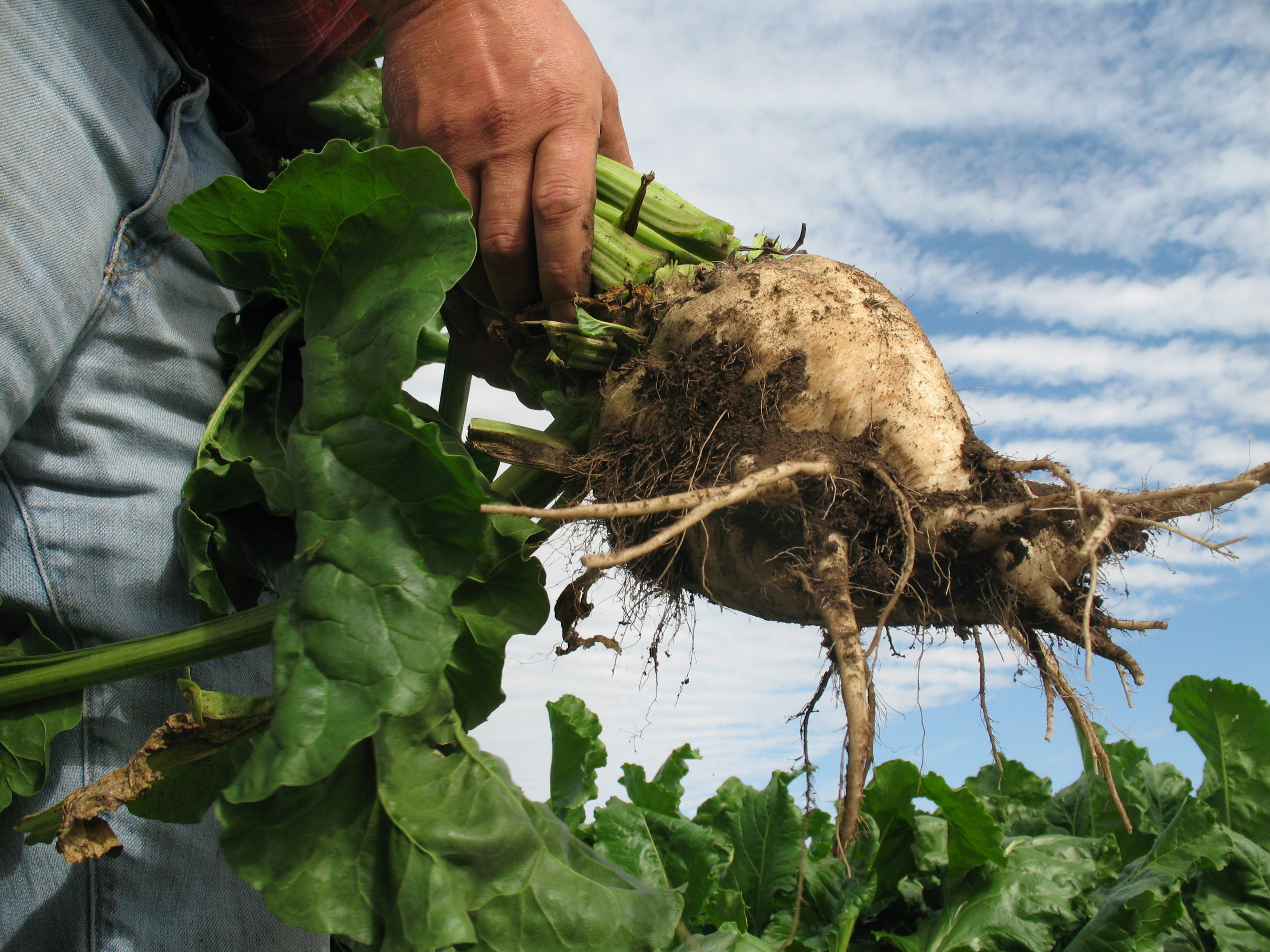 الشمندر السكري