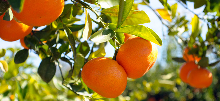 Production d'agrumes.30.01.2024