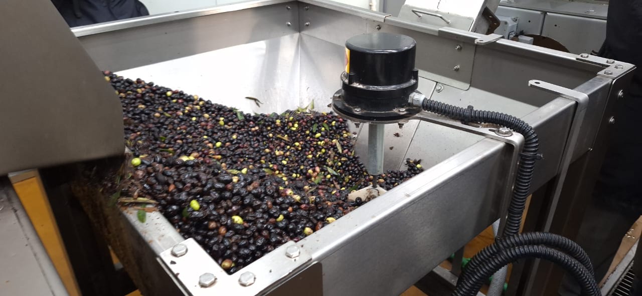 البذور الزيتية