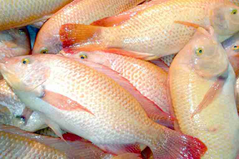 سمك البلطي الأحمر