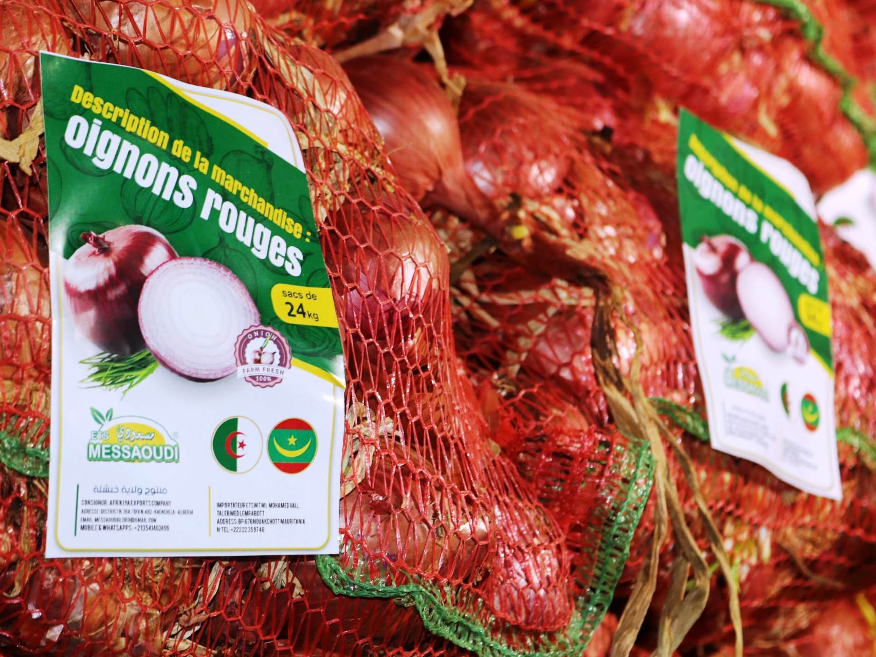 تصدير البصل بخنشلة