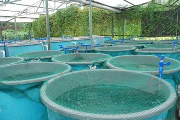 تربية المائيات المدمجة في الانتاج الفلاحي