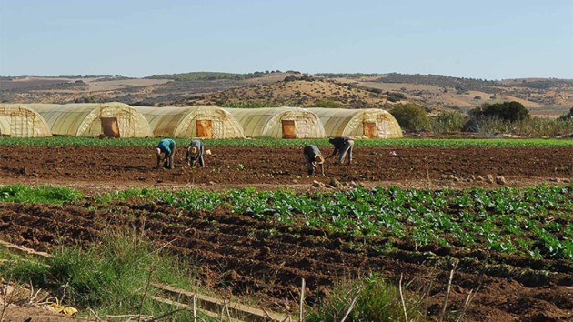 المزارع النموذجية