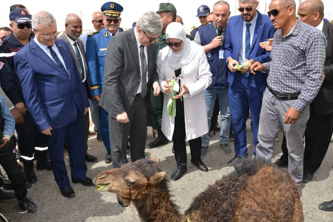 الإبل السائبة