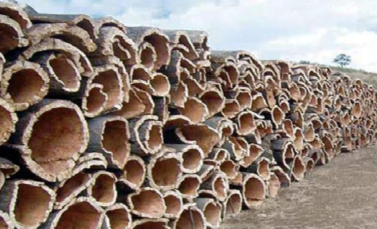 تيسمسيلت : إنتاج أزيد من 344 قنطار من الفلين