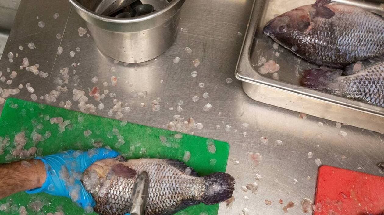 Poisson infecté Maroc