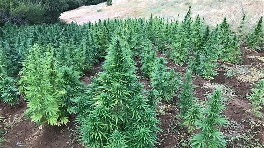 تراخيص زراعة القنب الهندي تتضاعف بخمس مرات في المغرب
