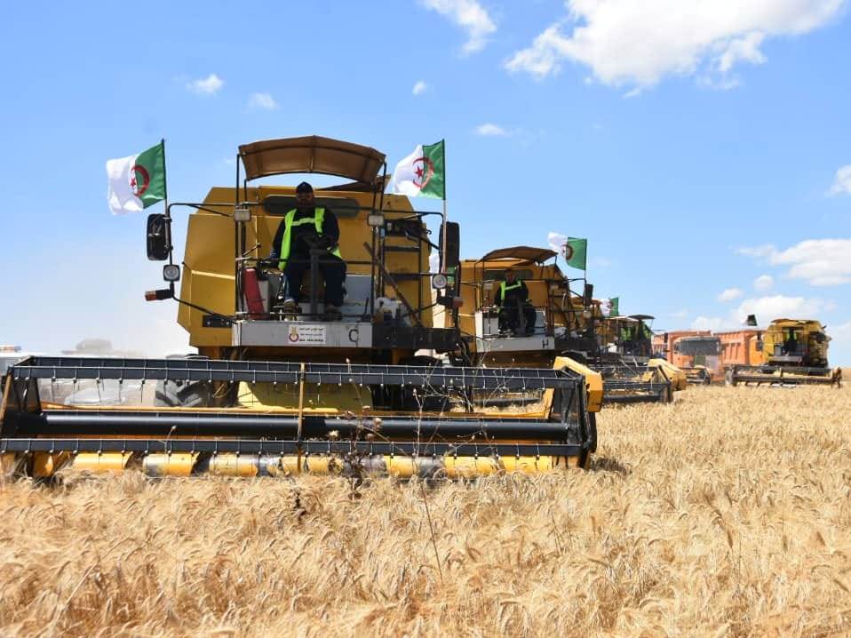 عملية الحصد