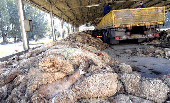 جمع جلود الاضاحي