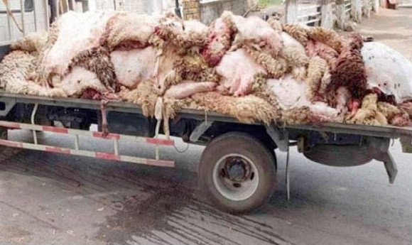 Peaux de moutons-Batna.17.06.2024